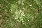 How to deal with persistent weeds in three-month-old turf (SE England)  | next thread &raquo;