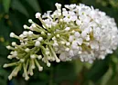 *sigh*  Butterfly Bushes |  I don't doubt what you say, but I question it.  What are you calingbutterfly...