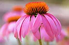 Something similar to Black-Eye Susans?  |  Echinacea purpurea. It comes in many other flavors, too (white, yellow,pink,...