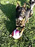 Houston, Tx - Rescue Refuses to Return Iraqi War Vet's Dog-Need Help Today (3/11/14)  |  Houston, Tx - Rescue Refuses to Return Iraqi War Vet's Dog-Need Help Today...