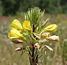 need flower identity |  Does it looks like the images athttp://en.wikipedia.org/wiki/Oenothera ?  The...
