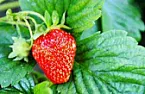 Strawberry runners redux  |  I did another search and found:...
