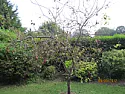 Help identifying disease  |  Hi,I have a plum tree in my garden which has been growing well for yearsbut this...