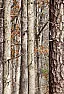 What's infesting my redtwig dogwood? |  The leaves of a redtwig dogwood started showing small holes, and now some of the...