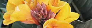 Flower ID needed...  |  Canna, a perennial. I don't know about propagating them from seed.  They...