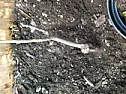Planting a grafted wisteria  |  Hi,I am wondering if i have planted this wisteria at the correct depth.  Iheard...
