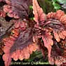 Small leaves on coleus |  Apparently so.  I have cuttings originally from a 6th grade schoolteacher 40...
