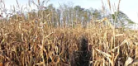 Global warming and your garden |  The site shows landscaping, and I've seen auto mechanics being...