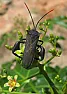 Odd-looking bug, anybody recognize it?  | &laquo; previous thread
