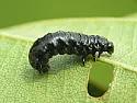Caterpillar on clethra alnifolia wiping it out!  |  Hi all,  Need some help with an issue with clethra alnifolia (aka...