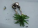 Unknown plant in garden  | &laquo; previous thread