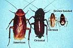 What is this bug?  |  When I lived in Brooklyn, NY, I saw German cockroaches and what we called water...