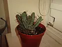 Can anybody help identify this cactus?  |  Hello, this is my first post : )I have looked in my cacti books, but i cant...