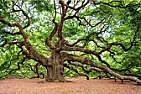 One for the tree experts | ...