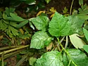 Intruder  |  Can any one help. I have these two intruders in my garden and havingtrouble...