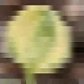 Hosta question |  This thread reminds me of another question I have about hostas.  I havea bed of...