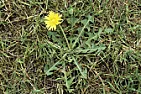 which option is the best for a lawn that has now become a dandelion bed  |  I have a lawn that was laid 10 years ago with Rolawn Medallion turf at a rental...