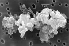 A thought as I Hoovered  |  http://en.wikipedia.org/wiki/Cosmic_dust I don't think a large proportion of...