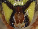 Wasp spray that works |  I've been lucky in that I've never found a yellow jacket nest. We get a...