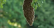 Bees  |  In message , Tim Streater   writes Yesterday I called a local beekeeper because,...
