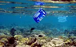OT: What damage do micro-particles of plastic do?  | next thread &raquo;