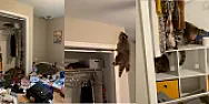 Raccoon in House  | next thread &raquo;