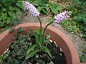 What flower is this?  |  need help identifying this mysterious flower planted by some...