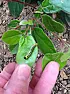 What species are these??  |  I have seen my garden this week infested by a particular breed of caterpillar...