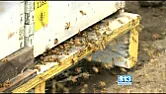 Economy so bad in the USA - even bee hives get stolen!  |  Yes - sad isin't it? Sad that the "american dream" of home ownership is...