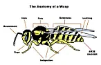 Pest control came and dealt with wasp nest in garden, what about stragglers?  |  I'm astonished. One hour later and there's NO sign of any activity...