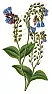 Comfrey -- to move or not move... | &laquo; previous thread