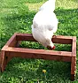 Interested In Poultry/Chickens?  |  Hi i manufacture Quality Wooden perchs for chickens and my girls lovethem and...