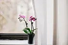Those are roots of the orchid?  |  Hi,  As you can see, my orchid grows quite nice now.  The orchid flower never...