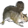 Squirrel trapped in attic  | &laquo; previous thread