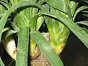 houseplant problems | next thread &raquo;