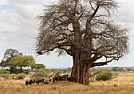 Which end of a 2x4 is the top? |   -- Ever seen a tree growing upside-down? - Yes! The African Baobob Tree -...