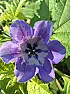 Mystery Plant |  uk.rec.gardening got it -"The Shoo-fly Plant (Nicandra physaloides), also known...