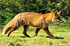Felt Eating Foxes. |  Hi AllWent to see a job today, felt roof on a shed 18 mths old been completely...