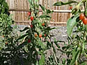 Goji Berries: pretty picture  |  Hi Maggie, Weird!  They taste Weird!  Like a cross between watermelon and...