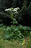 Patching bare spots in the yard for Dummies  |  This is for all the over dummies like me out there.... I searched all over about...
