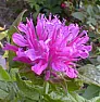 What is This Mint Family Perennial? | next thread &raquo;
