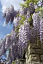 Novice gardener training a wisteria  | next thread &raquo;