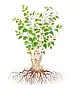 Japanese knotweed - Advice, Identification, Control and Eradication  |  Japanese knotweed, also known as Fallopia Japonica, is a non-nativeinvasive...