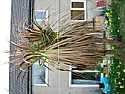 Dying 'Palm' tree ?  |  Hi Roger, If that picture is recent, then you have nothing to worryabout as to...