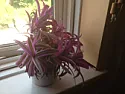 Plant ID please.  |  The picture you attached to your original message in gardenbanter is not  shown...