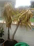 Help needed, Sick Yucca (I think) See Photo  |  Hi all, I have what i think is a yukka which my hubbie rescued from ourlocal...