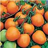 Orange Tomatoes |  For several years Seed Savers sold a medium sized, orange cluster tomato seed. ...
