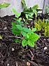 Can someone identify this plant?  |  It was found growing amongst trees and rocks in North Wales - doesanyone know...