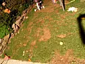 how to fix my garden  |  hi,  first off i know nothing about gardens, i live in a rented house and pay...
