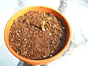 Spider Plant - desperate for help |  I recently repotted my spider plant because I think it had root rot.The roots...